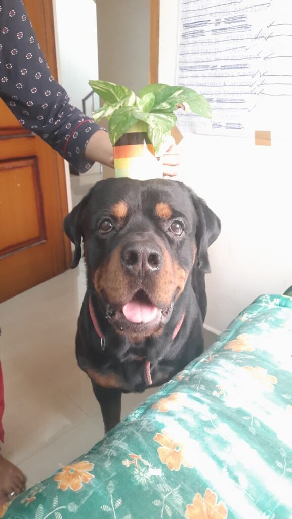 Rottweiler