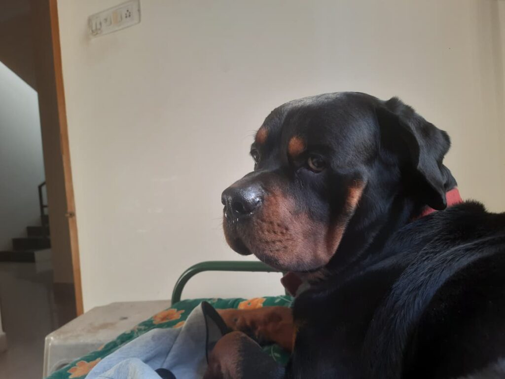 Lazy Raja