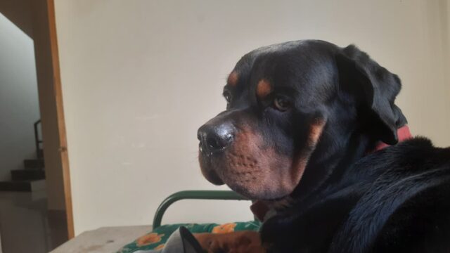 Lazy Raja
