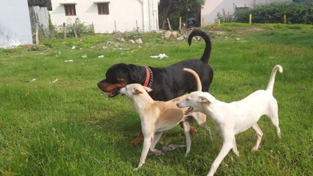 Gang