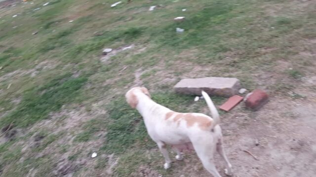 Lilly